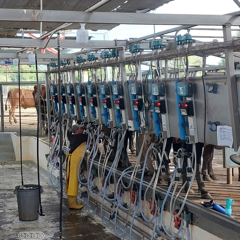 Sistema Inteligente ED200 - Ordeño - Imagen 4